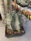 Preview: Astrophytum capricorne